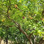 Cuore Del Cilento Panzió Laureana Cilento