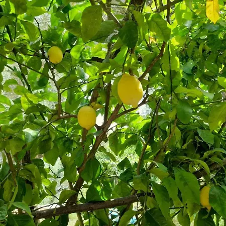 Cuore Del Cilento Bed & Breakfast