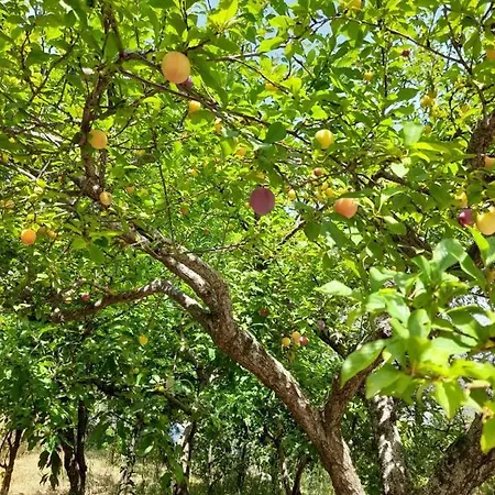 Cuore Del Cilento ベッド・アンド・ブレックファスト Laureana Cilento